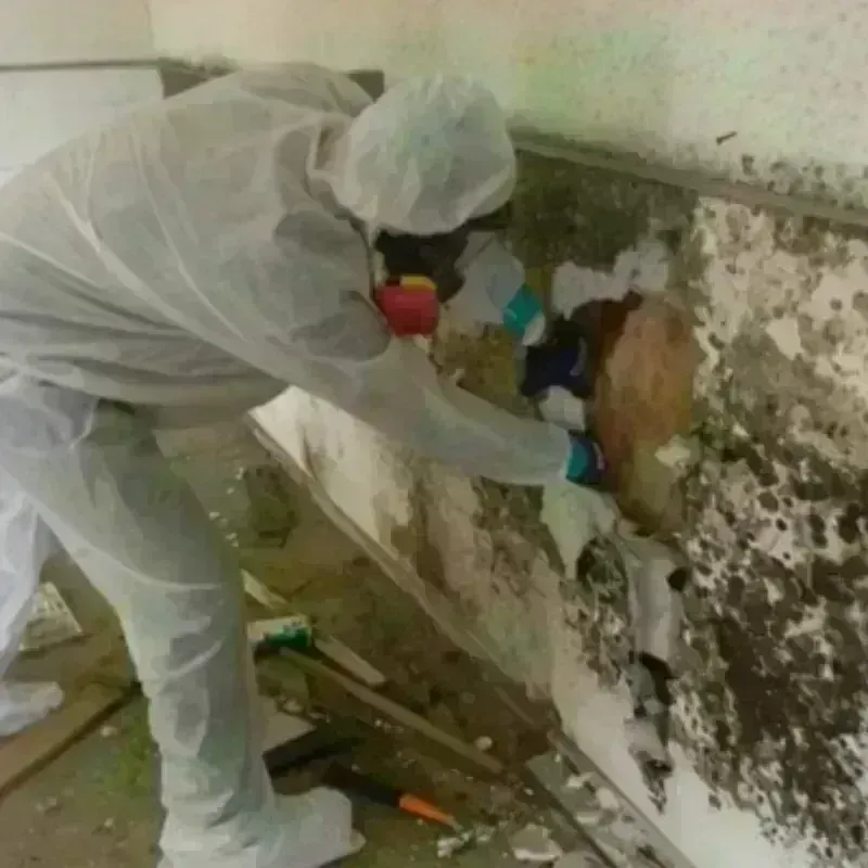 Mold Remediation and Removal in Grafton, WV